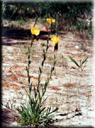 Oenothera stricta subsp. stricta