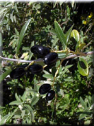 Olea europaea var. sylvestris