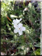 Omphalodes commutata