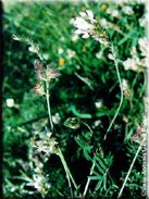 Onobrychis humilis