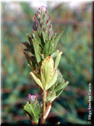 Ononis alopecuroides subsp. alopecuroides