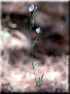 Ononis baetica var. baetica