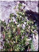 Ononis laxiflora