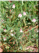 Ononis reclinata subsp. mollis