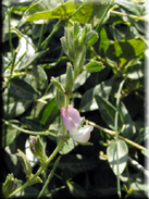 Ononis spinosa subsp. australis