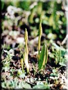 Ophioglossum lusitanicum