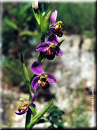 Ophrys apifera var. bicolor