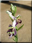 Ophrys apifera