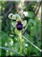 Ophrys bombyliflora