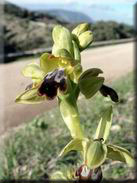 Ophrys fusca