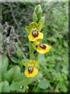 Ophrys lutea