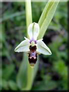 Ophrys scolopax