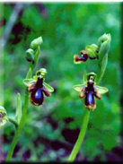 Ophrys speculum subsp. lusitanica