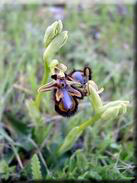 Ophrys speculum subsp. specullum
