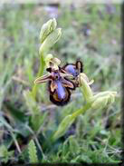 Ophrys speculum subsp. speculum