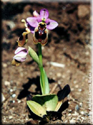 Ophrys tenthredinifera subsp. ficalhoana