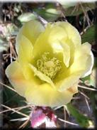 Opuntia dillenii