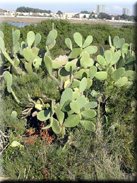 Opuntia ficus-barbarica