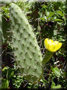 Opuntia megacantha