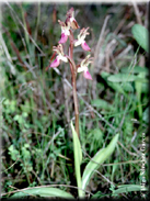 Orchis collina