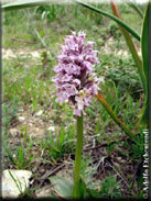 Orchis conica