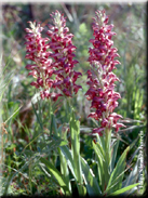 Orchis coriophora subsp. fragans