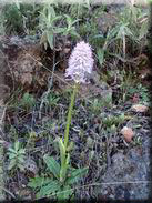 Orchis italica