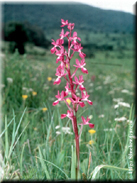 Orchis laxiflora subsp. laxiflora