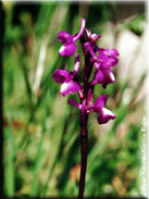 Orchis morio