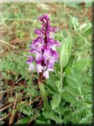 Orchis mascula