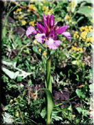 Orchis papilionacea