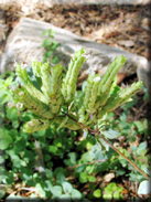 Origanum vulgare subsp. virens