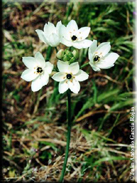 Ornithogalum arabicum