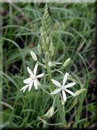 Ornithogalum narbonense