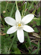 Ornithogalum ortophyllum subsp. baeticum