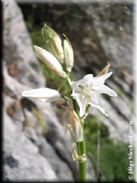 Ornithogalum reverchonii