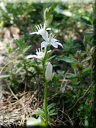 Ornithogalum unifolium