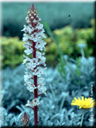 Orobanche amethystea subsp. amethystea