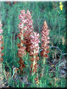 Orobanche austrohispanica