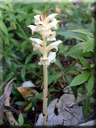 Orobanche clausonis subsp. hesperina