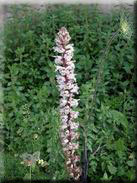 Orobanche crenata