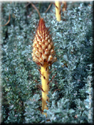 Orobanche densiflora