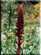 Orobanche gracilis