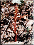 Orobanche minor