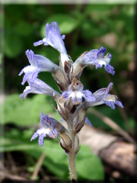 Orobanche ramosa subsp. mutelii