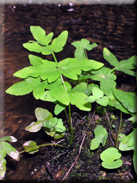 Osmunda regalis