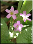 Oxalis articulata