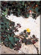 Oxalis corniculata