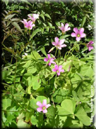 Oxalis latifolia