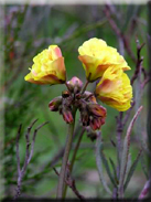 Oxalis pes-caprae